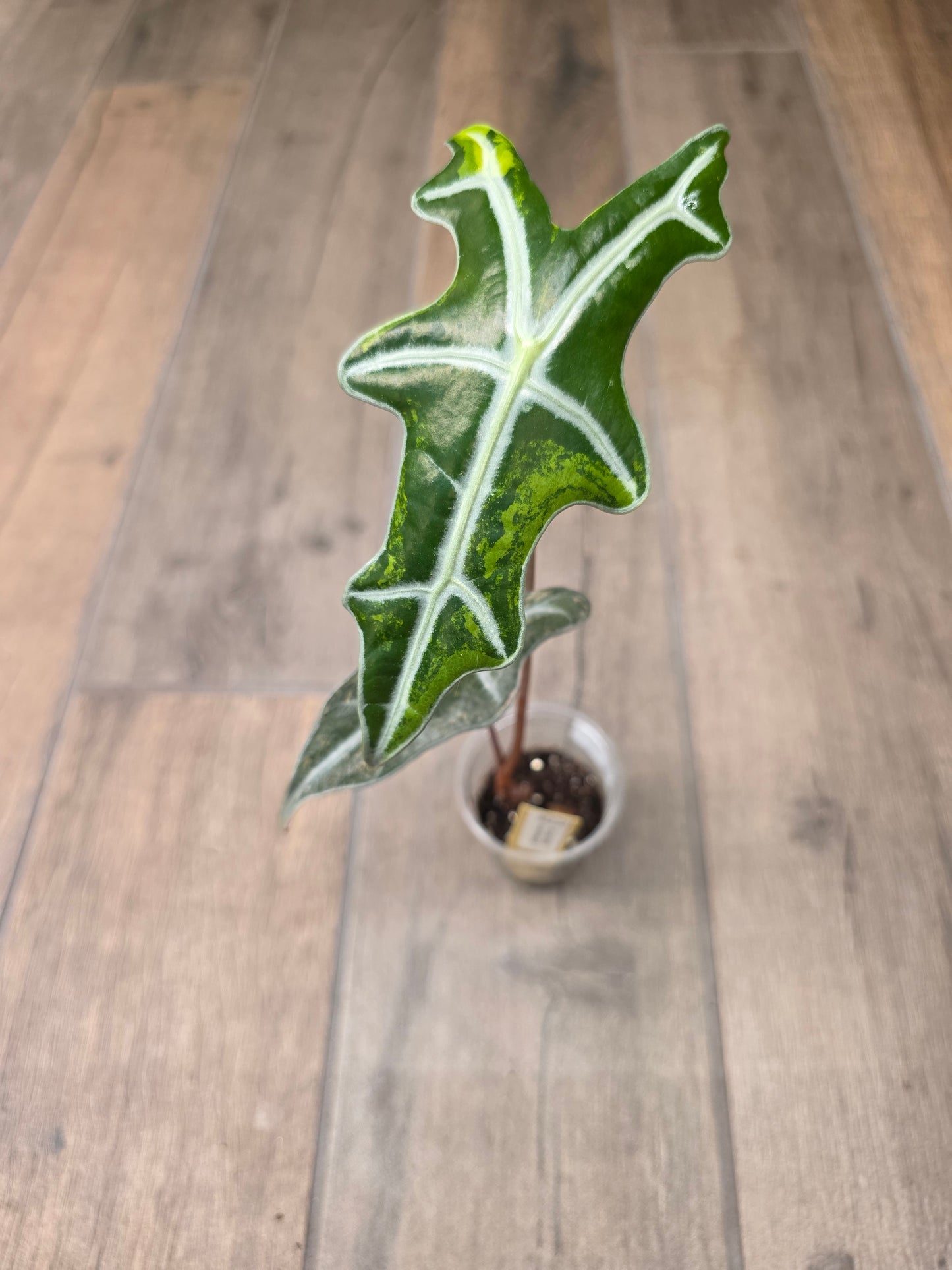 Alocasia Nobilis Aurea
