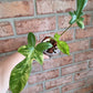 Philodendron Squamiferum Variegated