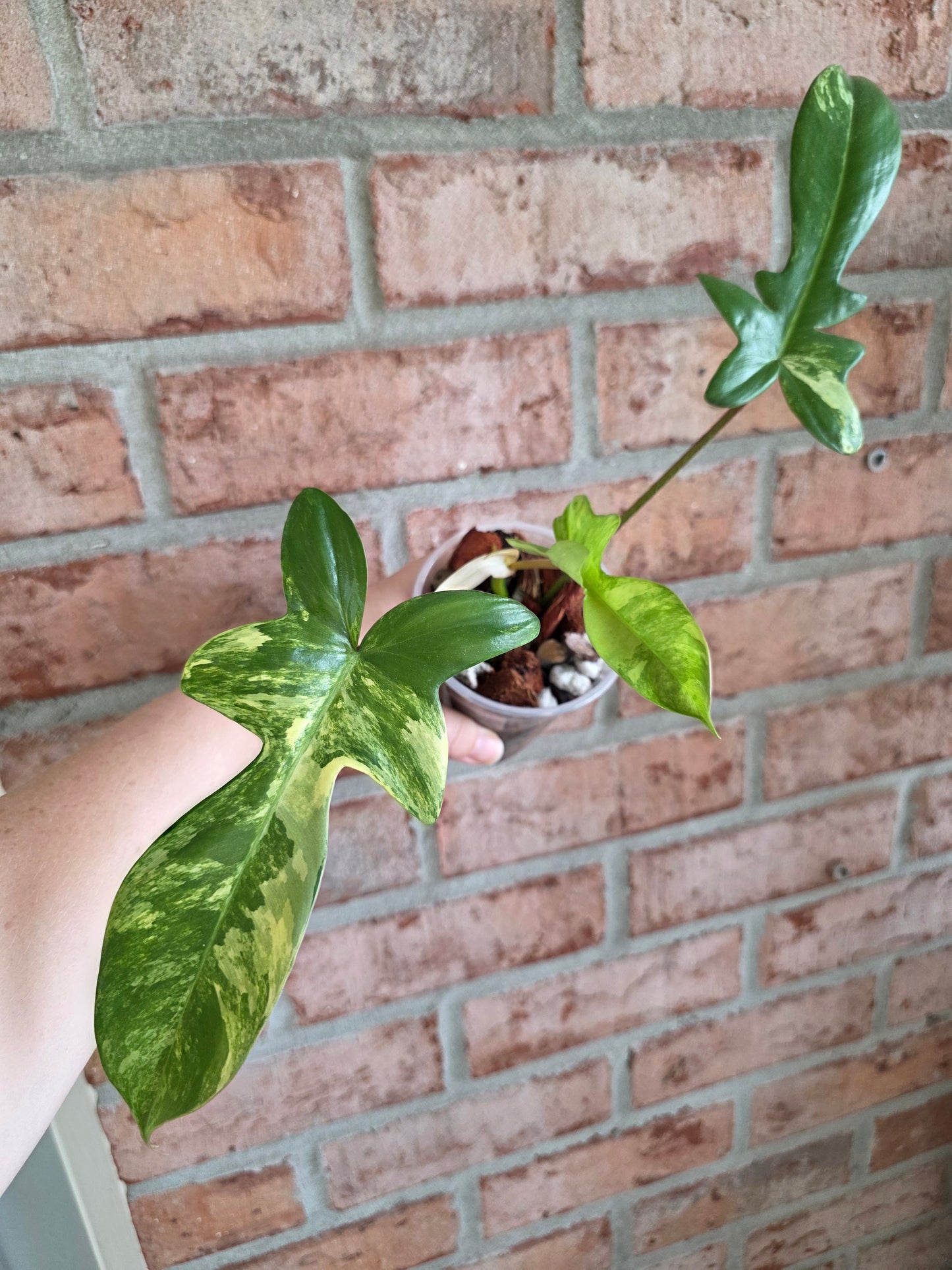 Philodendron Squamiferum Variegated
