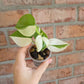 Philodendron Hederaceum Albo Variegata