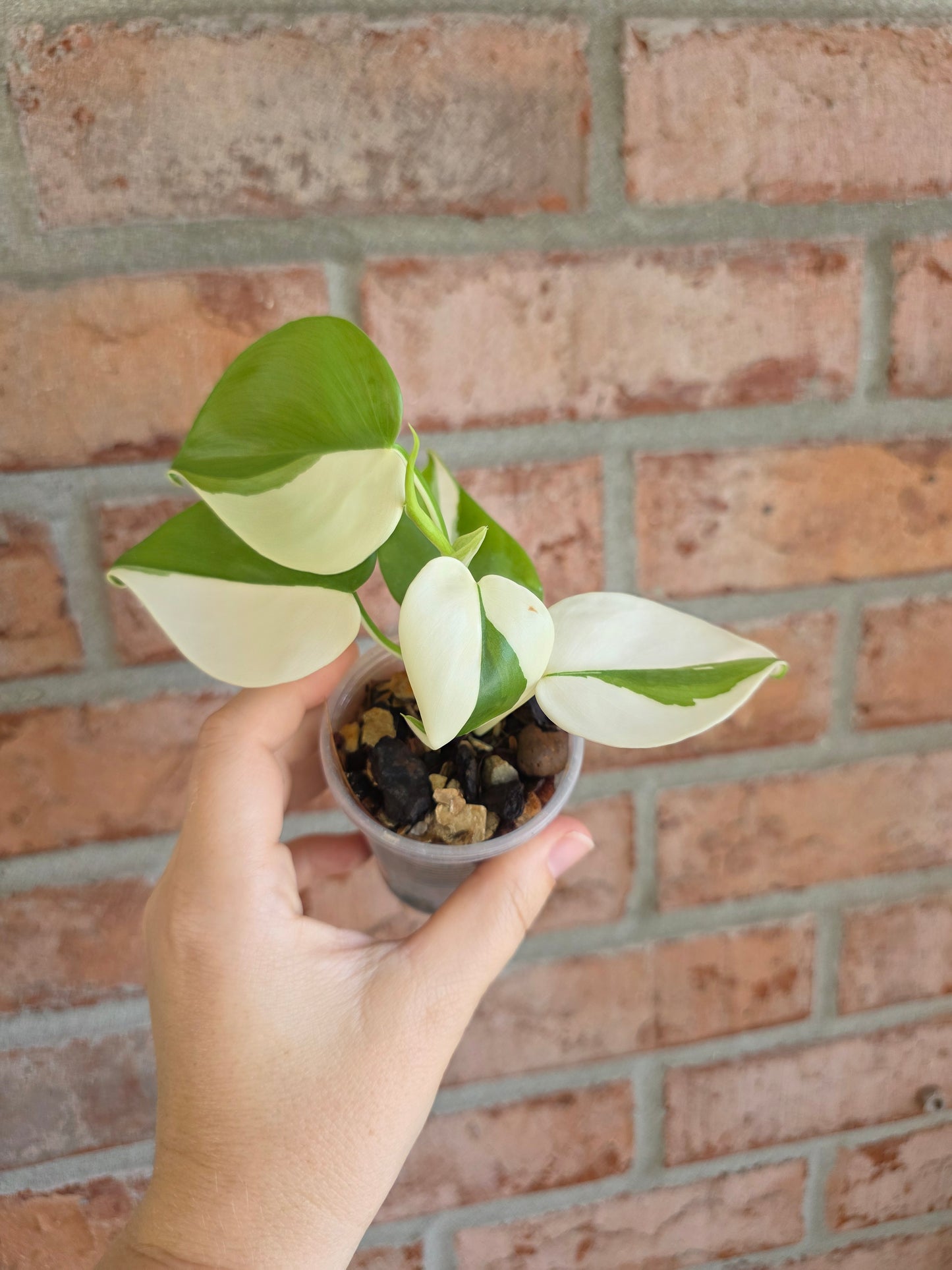 Philodendron Hederaceum Albo Variegata