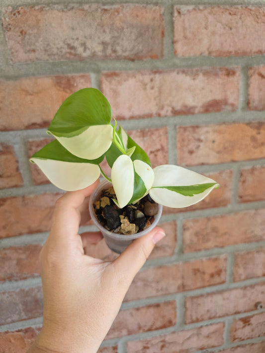 Philodendron Hederaceum Albo Variegata