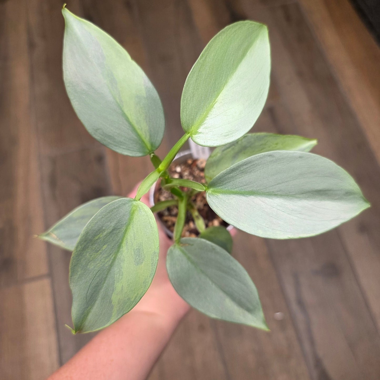 Philodendron Silver Sword Variegated