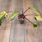 🦄  EXCLUSIVE- Philodendron Phantom Flame 🦄