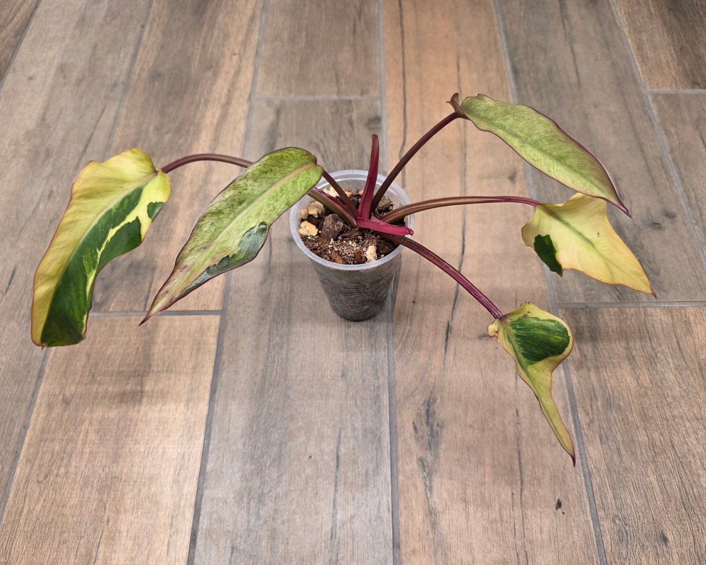🦄  EXCLUSIVE- Philodendron Phantom Flame 🦄