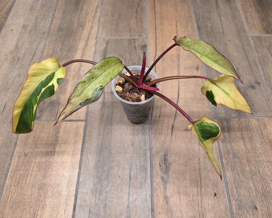 🦄  EXCLUSIVE- Philodendron Phantom Flame 🦄