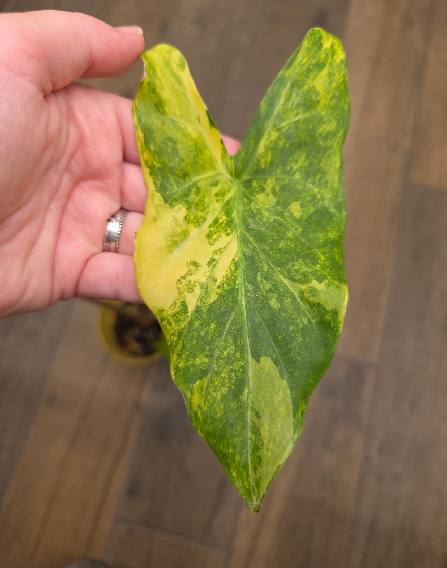 Alocasia Calidora X Pink Dragon Aurea