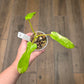 Philodendron Minnarum Aurea Variegated