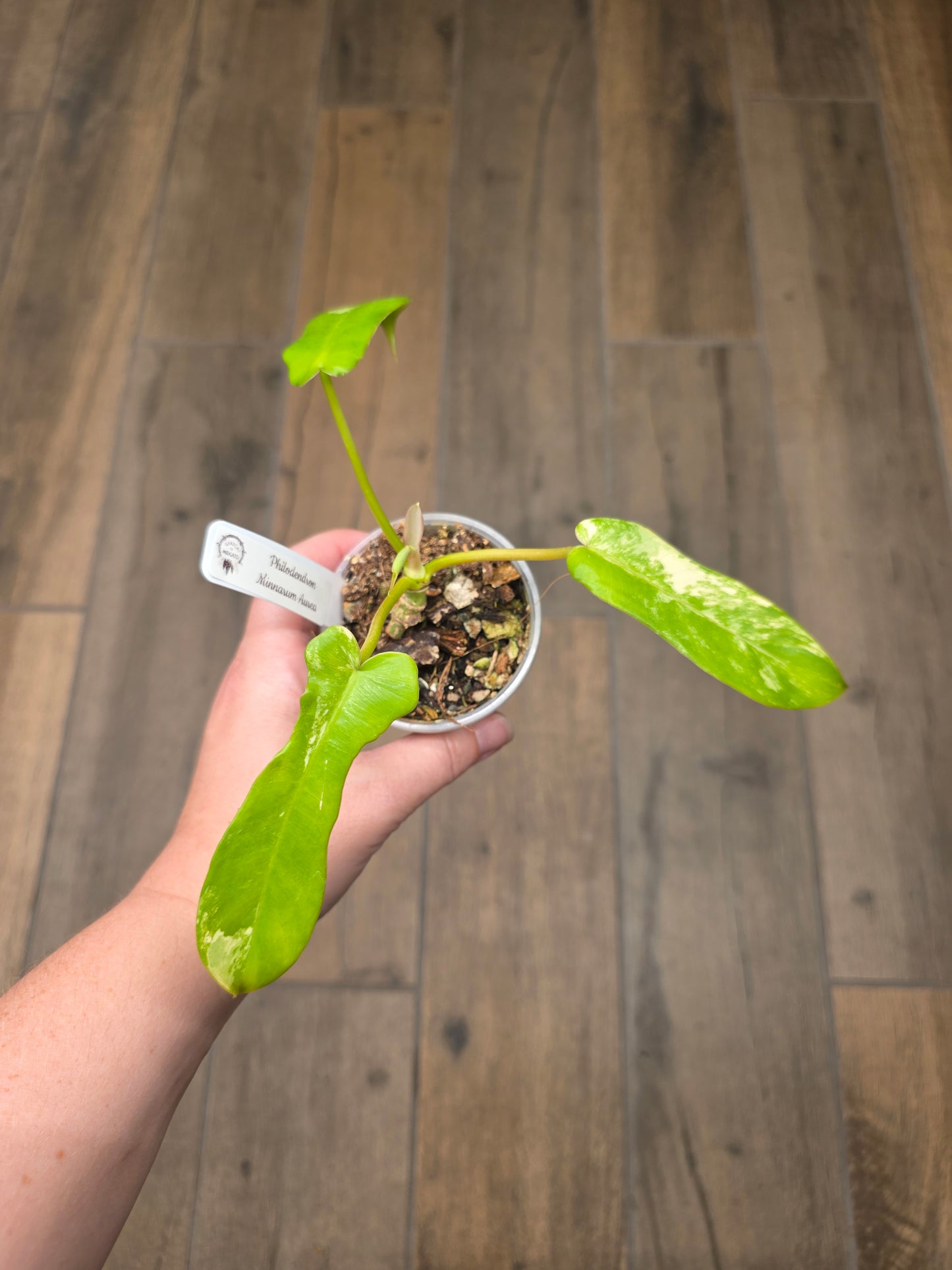 Philodendron Minnarum Aurea Variegated