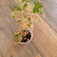 Phyllanthus Urinaria Pink Variegated