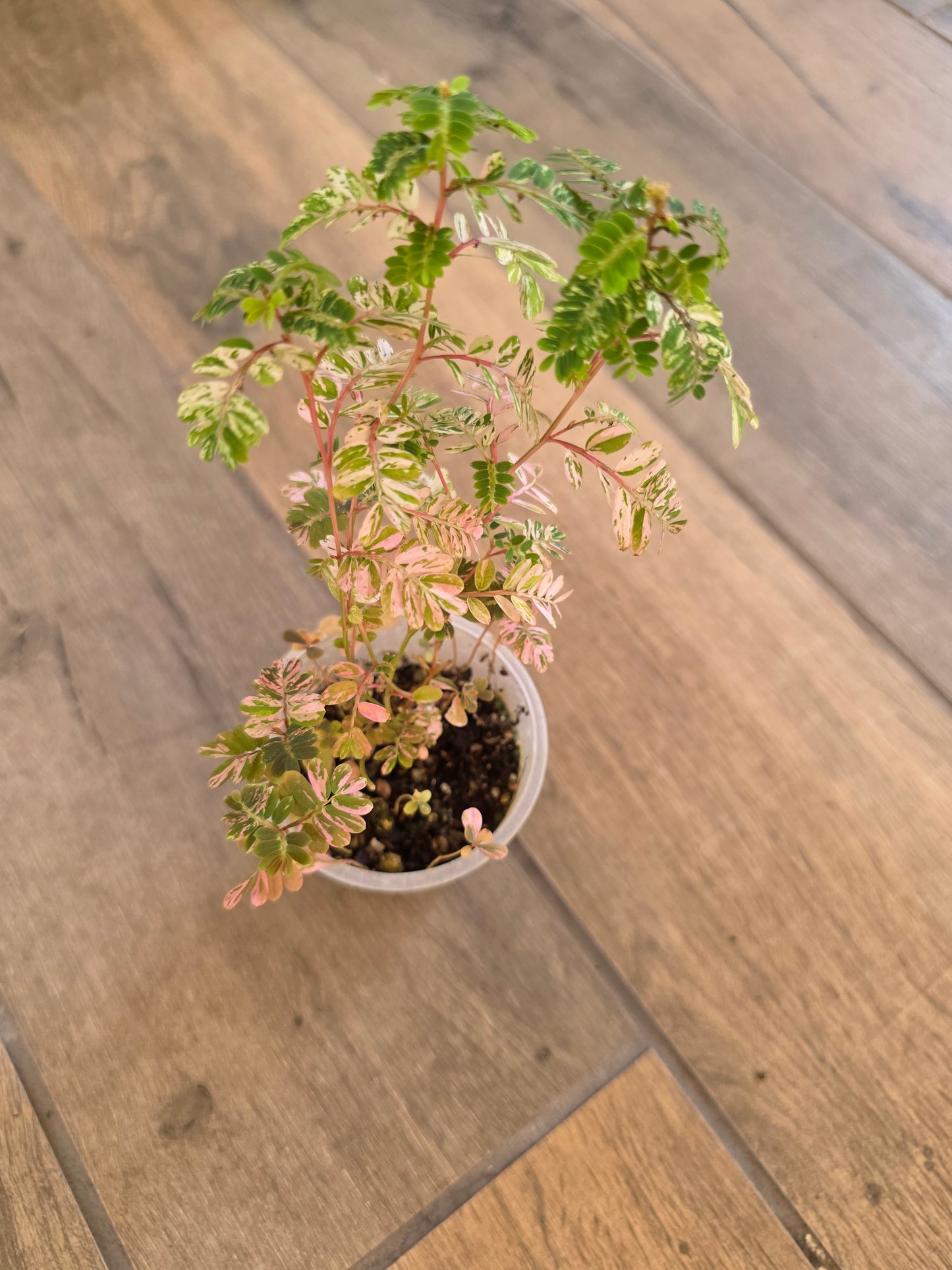 Phyllanthus Urinaria Pink Variegated