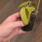 Philodendron Melanochrysum Orange/Pink Variegated