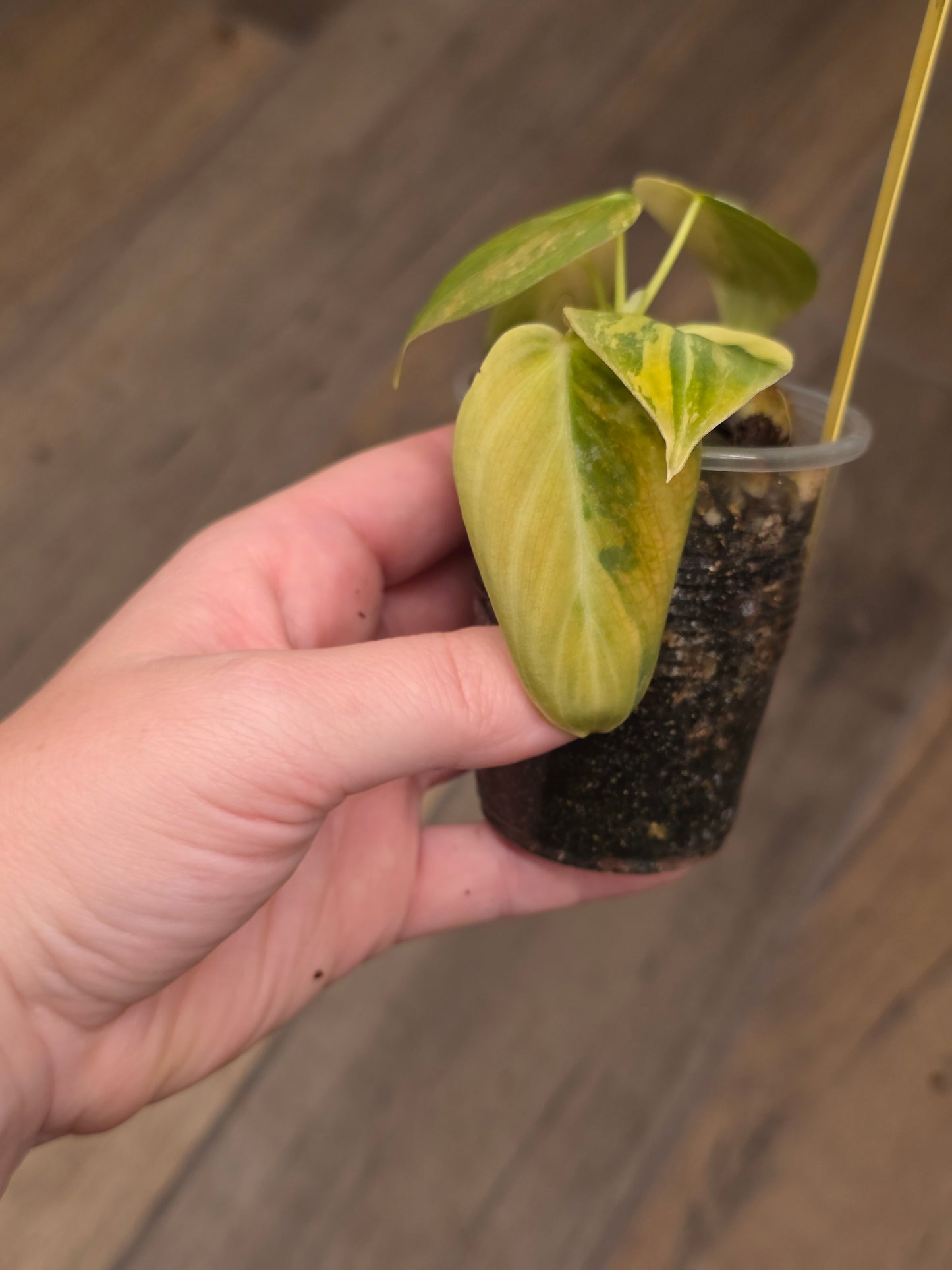 Philodendron Melanochrysum Orange/Pink Variegated