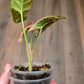 Syngonium Mosaic