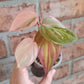 Philodendron Micans Albo/Pink Variegated