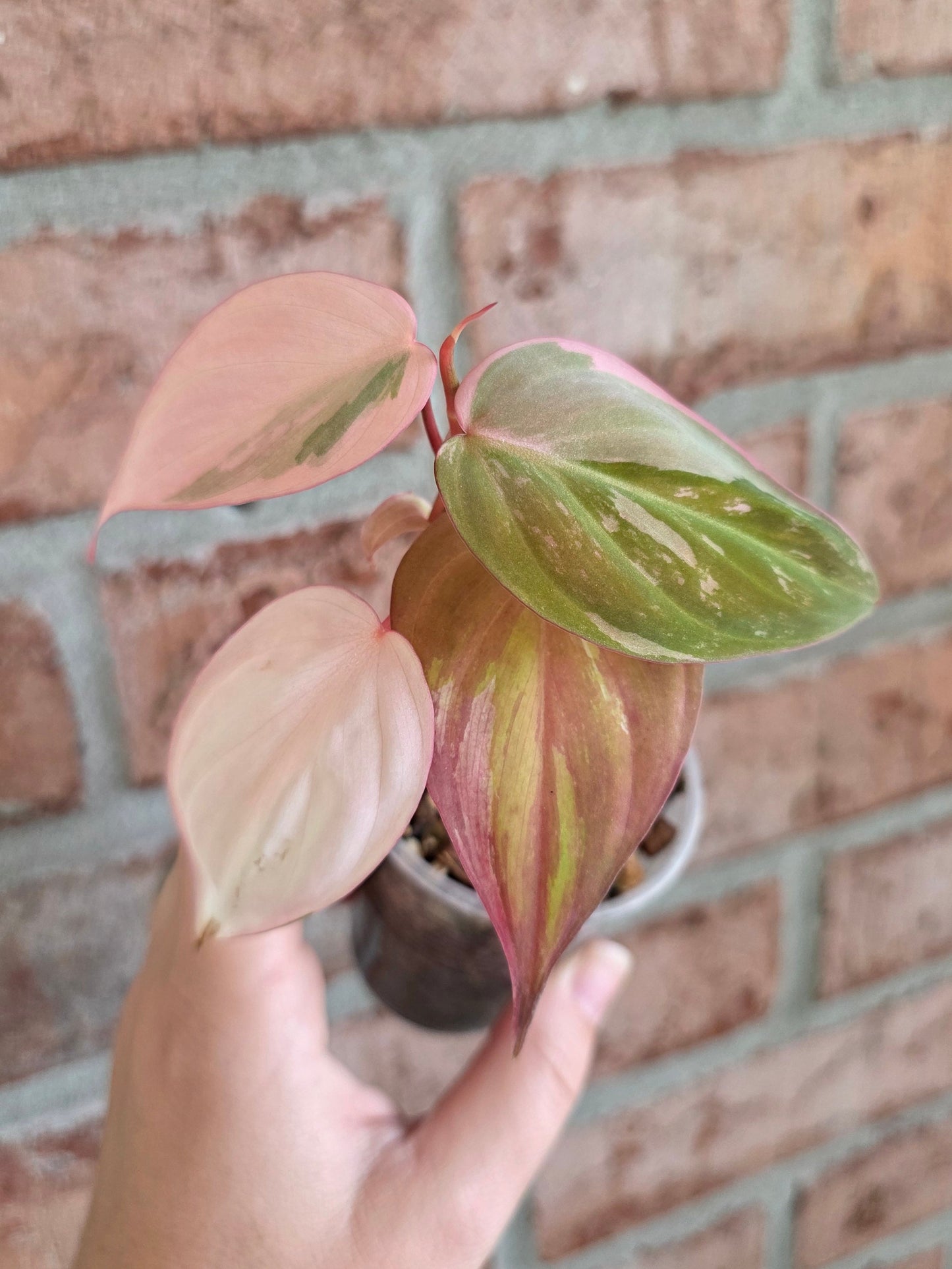 Philodendron Micans Albo/Pink Variegated