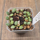 Dischidia Nummularia Variegated