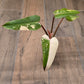 Philodendron Dark Lord Albo/Pink