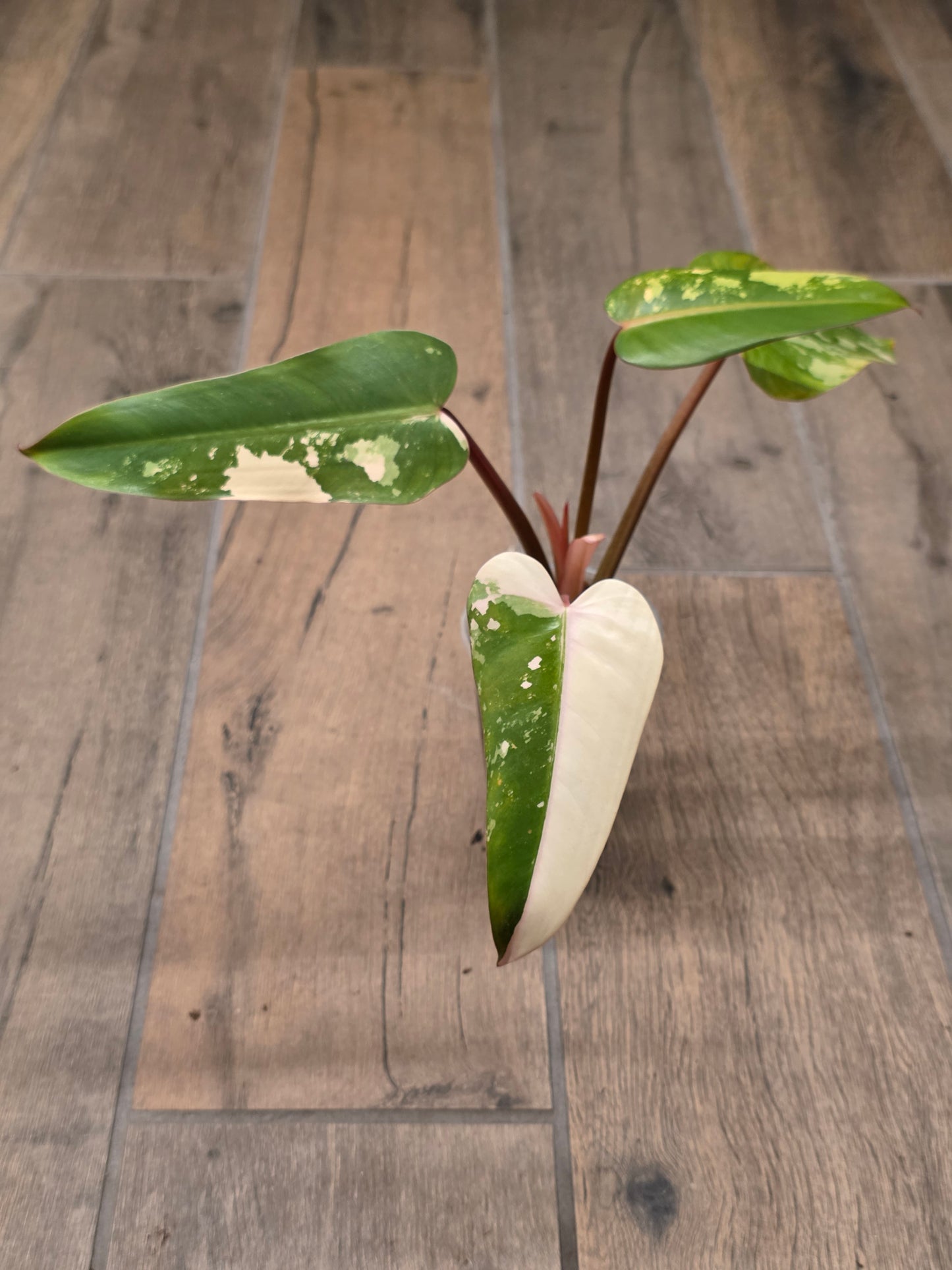 Philodendron Dark Lord Albo/Pink