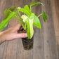 Philodendron Golden Dragon Albo Variegated 2in1