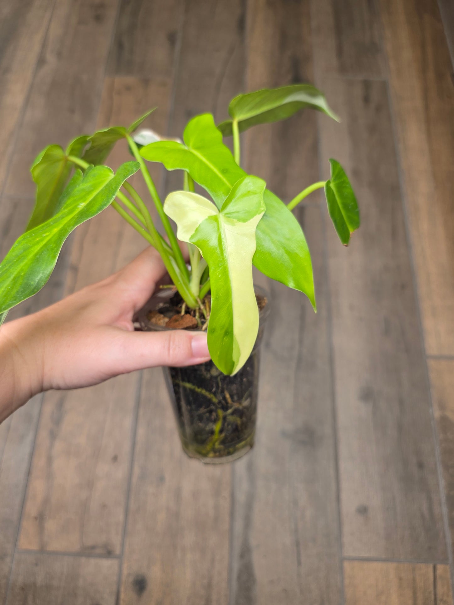 Philodendron Golden Dragon Albo Variegated 2in1
