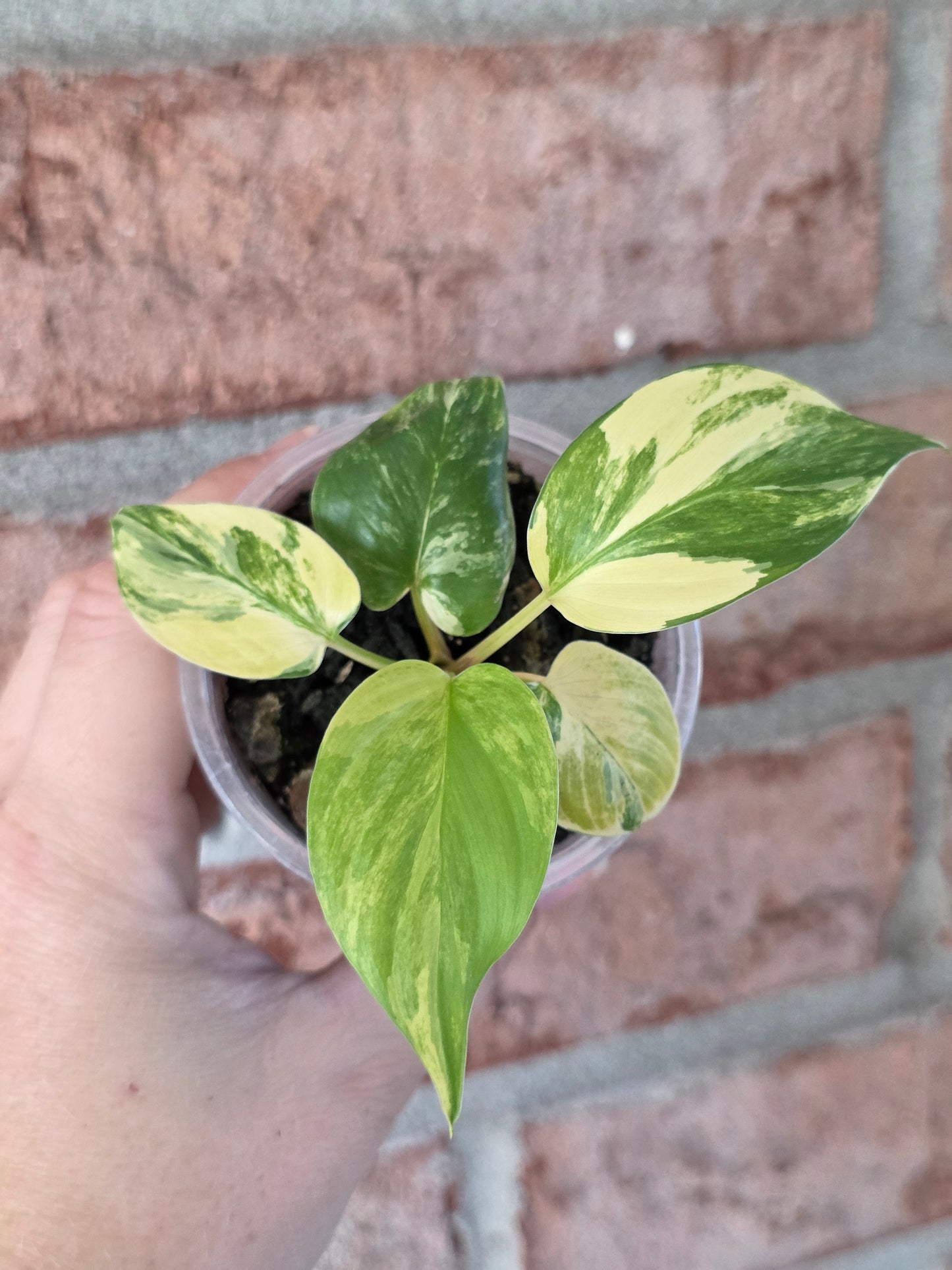 Homalomena Rubsecens Peach/Aurea