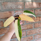 Philodendron Dark Lord PHP Variegated 🦄