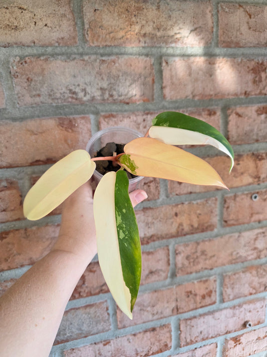 Philodendron Dark Lord PHP Variegated 🦄