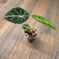 Alocasia Black Velvet Gold