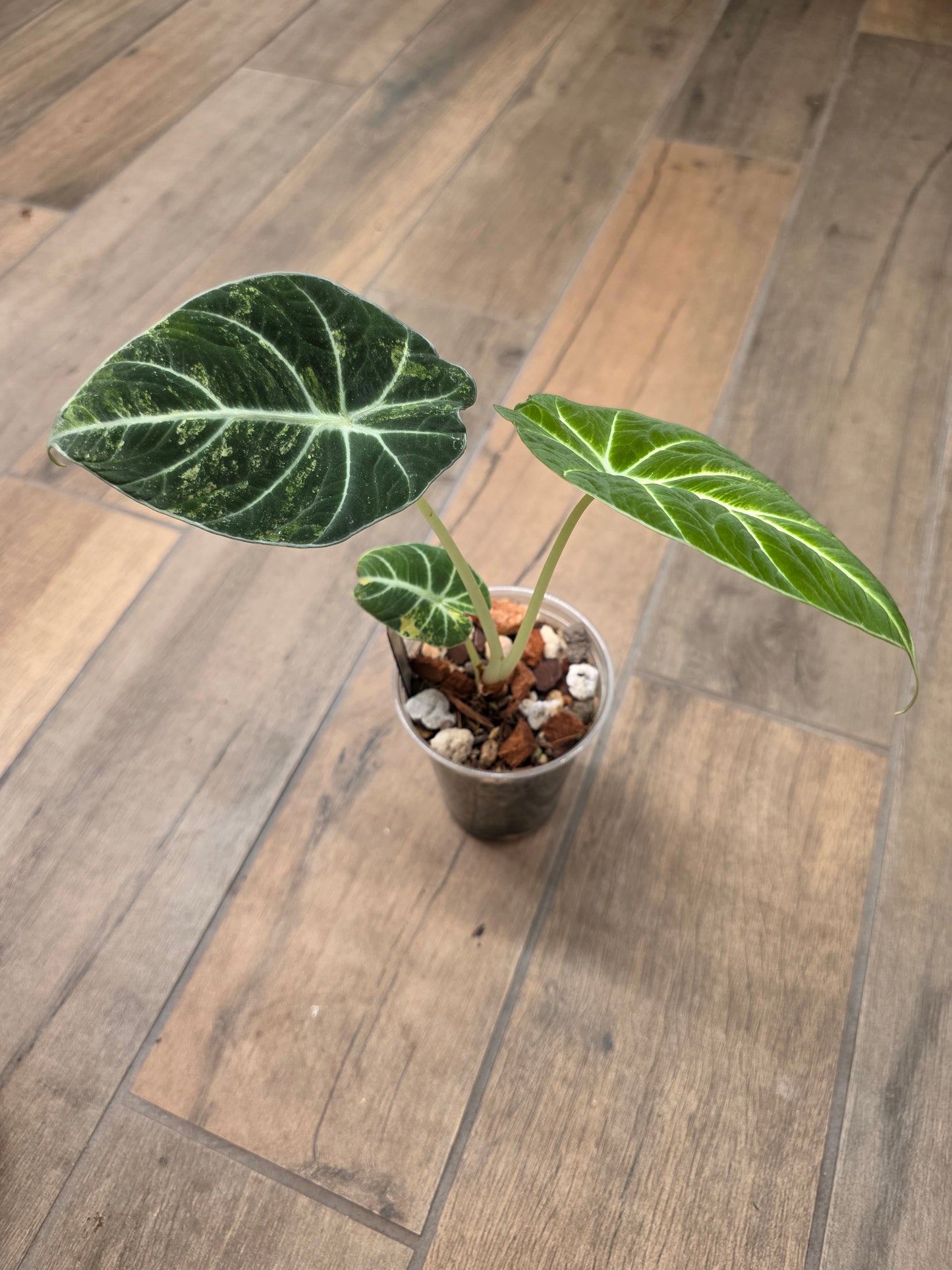 Alocasia Black Velvet Gold