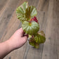 Begonia Cucullata Pink Variegated
