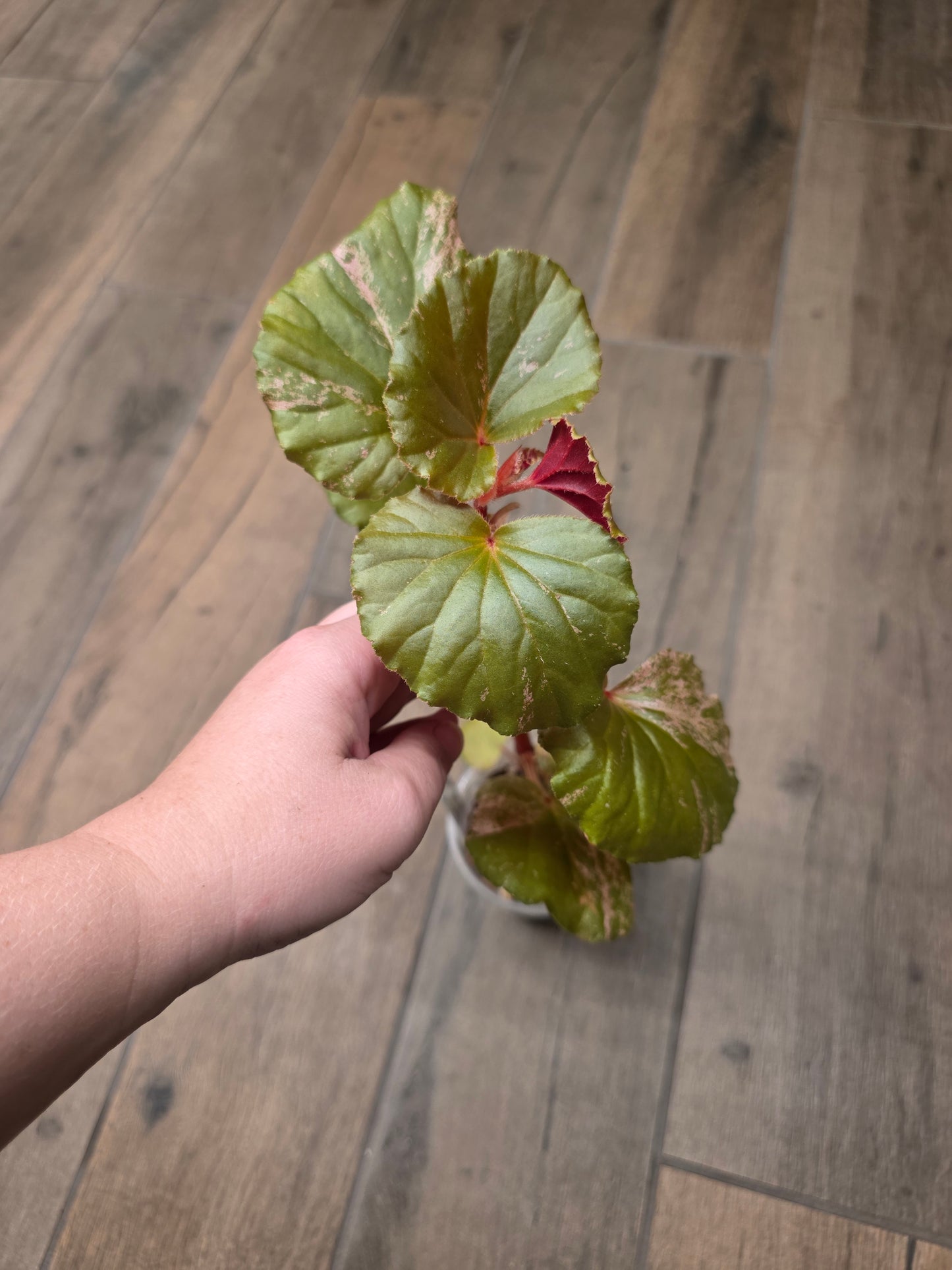 Begonia Cucullata Pink Variegated