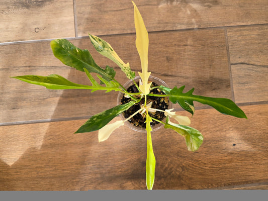 Philodendron Tortum X FL Beauty