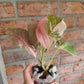 Syngonium Pink Spot Double Variegated