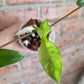 Philodendron Squamiferum Variegated