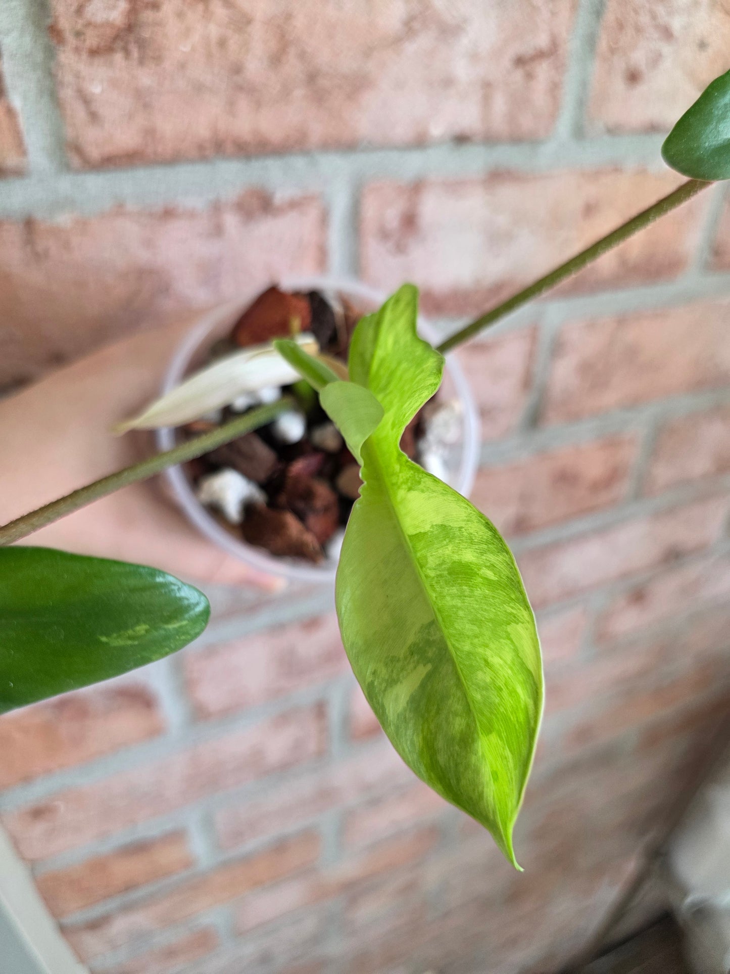 Philodendron Squamiferum Variegated