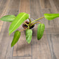 Philodendron Whipple Way