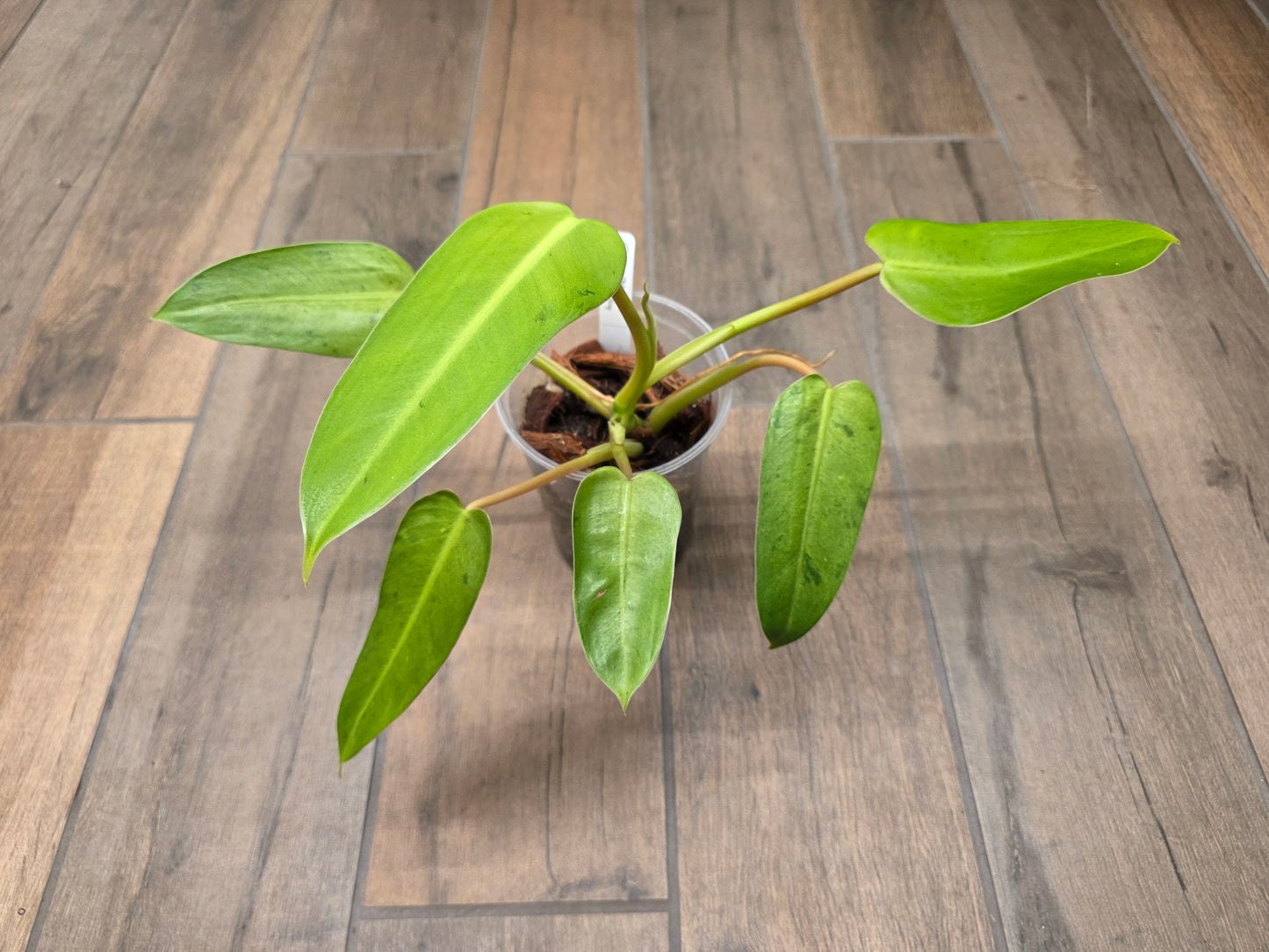 Philodendron Whipple Way
