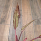 🦄  EXCLUSIVE- Philodendron Phantom Flame 🦄