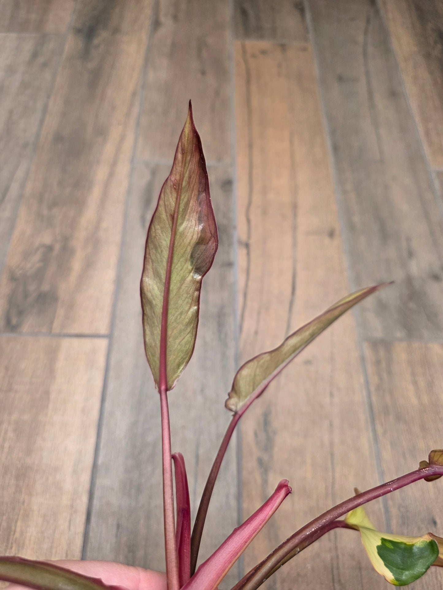 🦄  EXCLUSIVE- Philodendron Phantom Flame 🦄