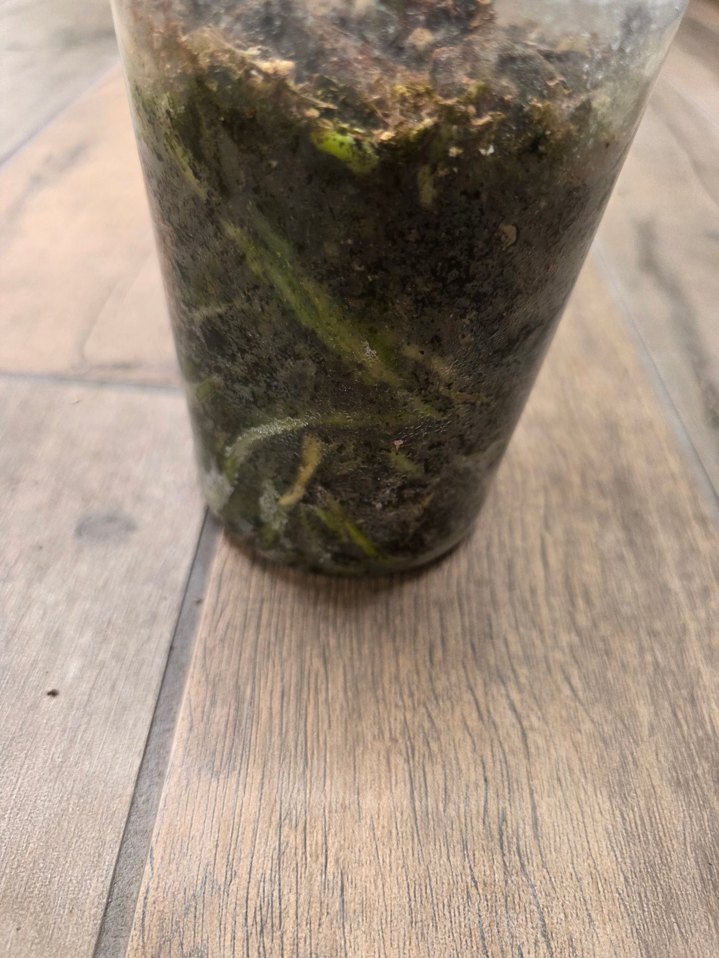 Anthurium Pterodactyl Variegated