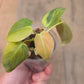 Philodendron Melanochrysum Orange/Pink