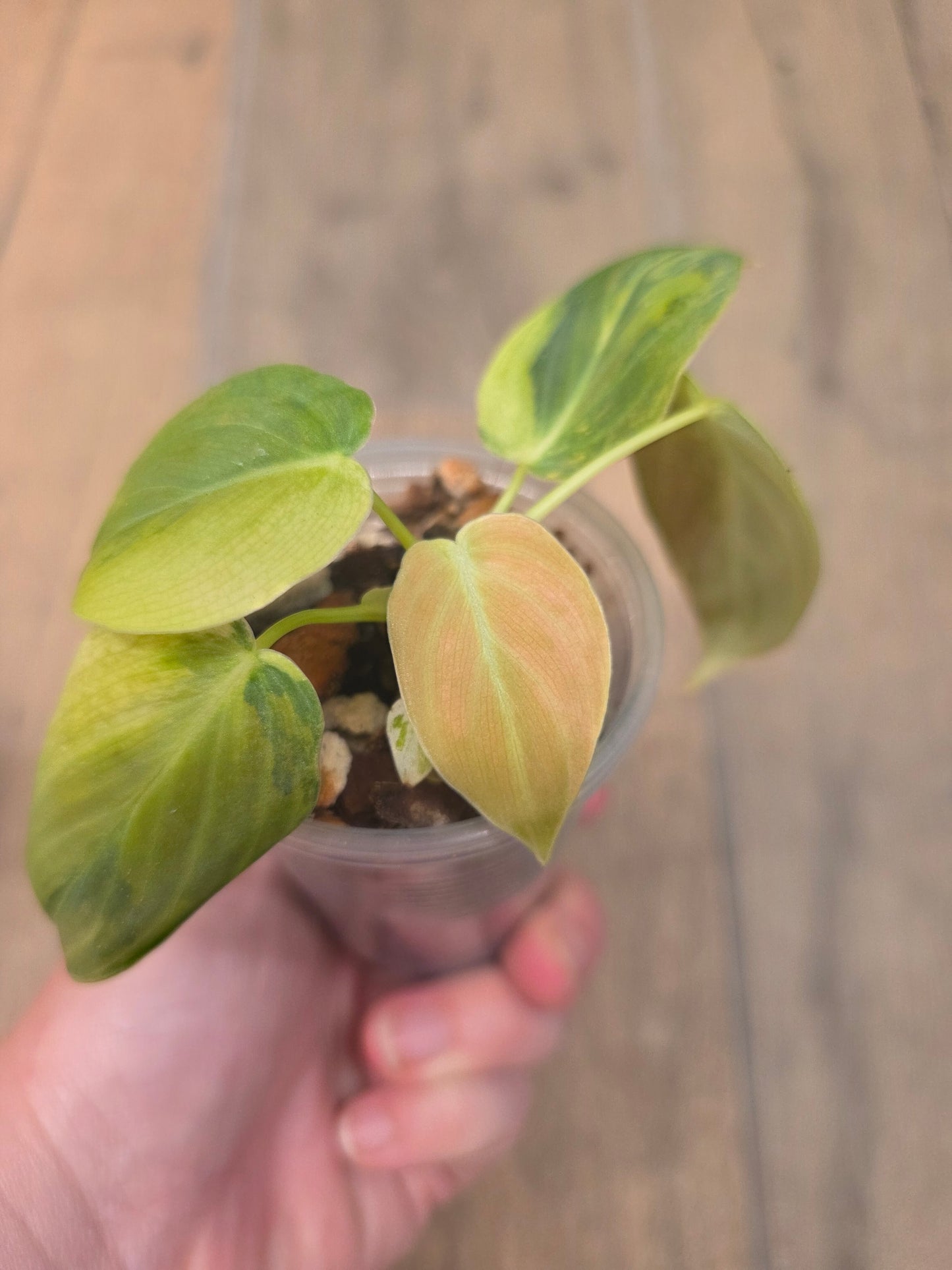Philodendron Melanochrysum Orange/Pink