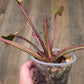 🦄  EXCLUSIVE- Philodendron Phantom Flame 🦄