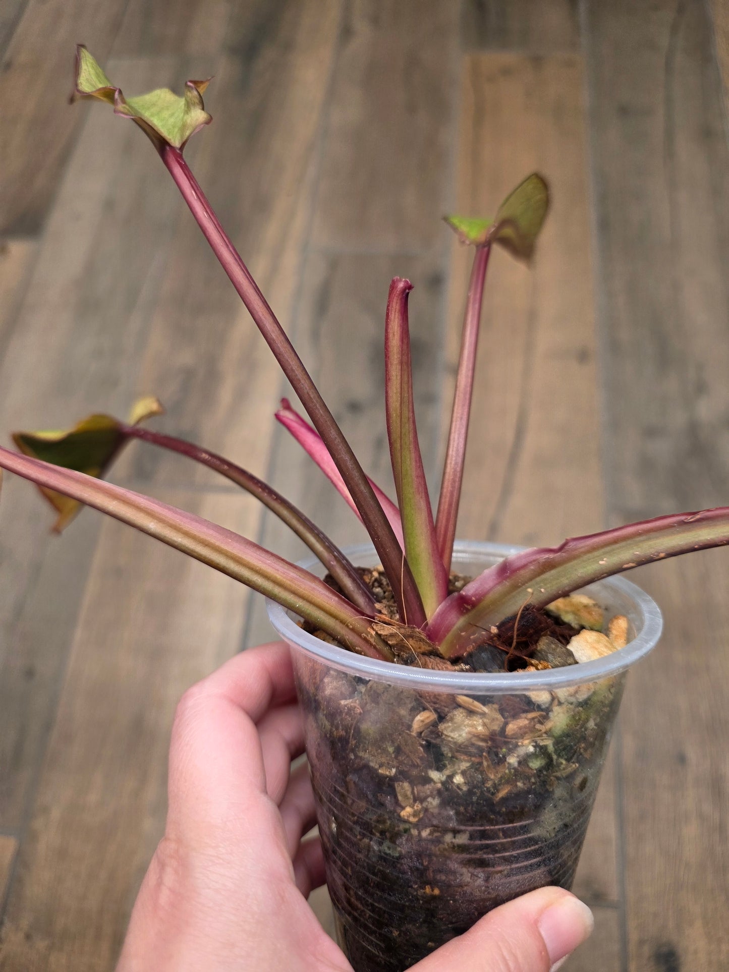 🦄  EXCLUSIVE- Philodendron Phantom Flame 🦄