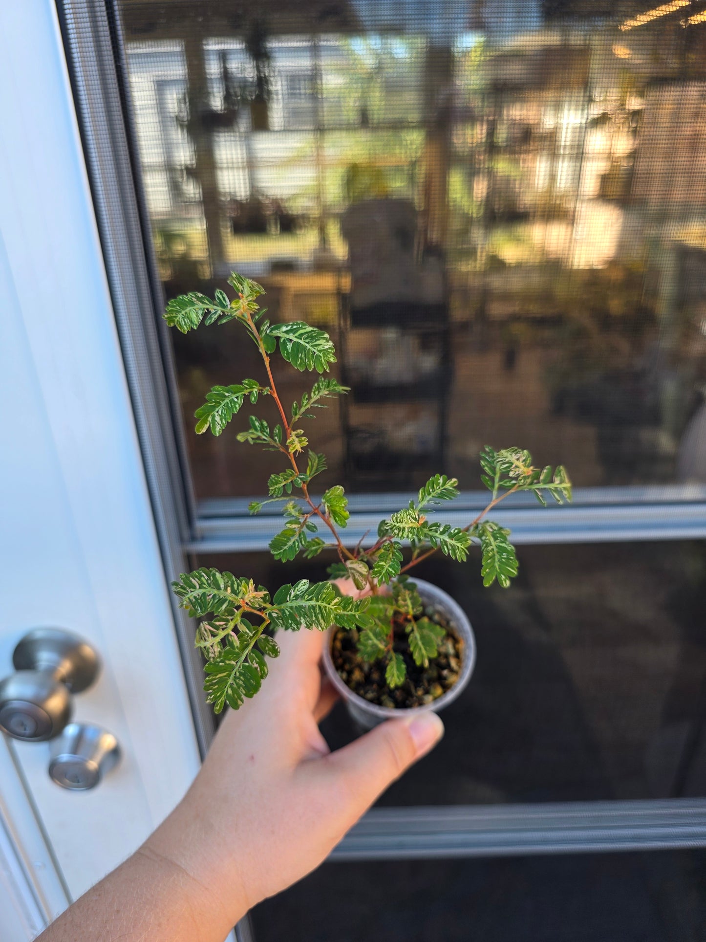 Phyllanthus Urinaria Variegated