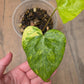 Anthurium Pterodactyl Variegated