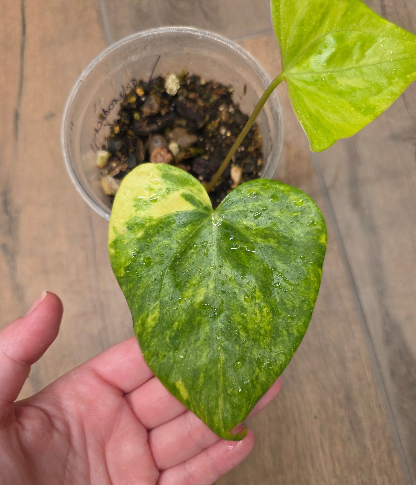 Anthurium Pterodactyl Variegated