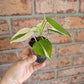 Philodendron Hederaceum Albo Variegata