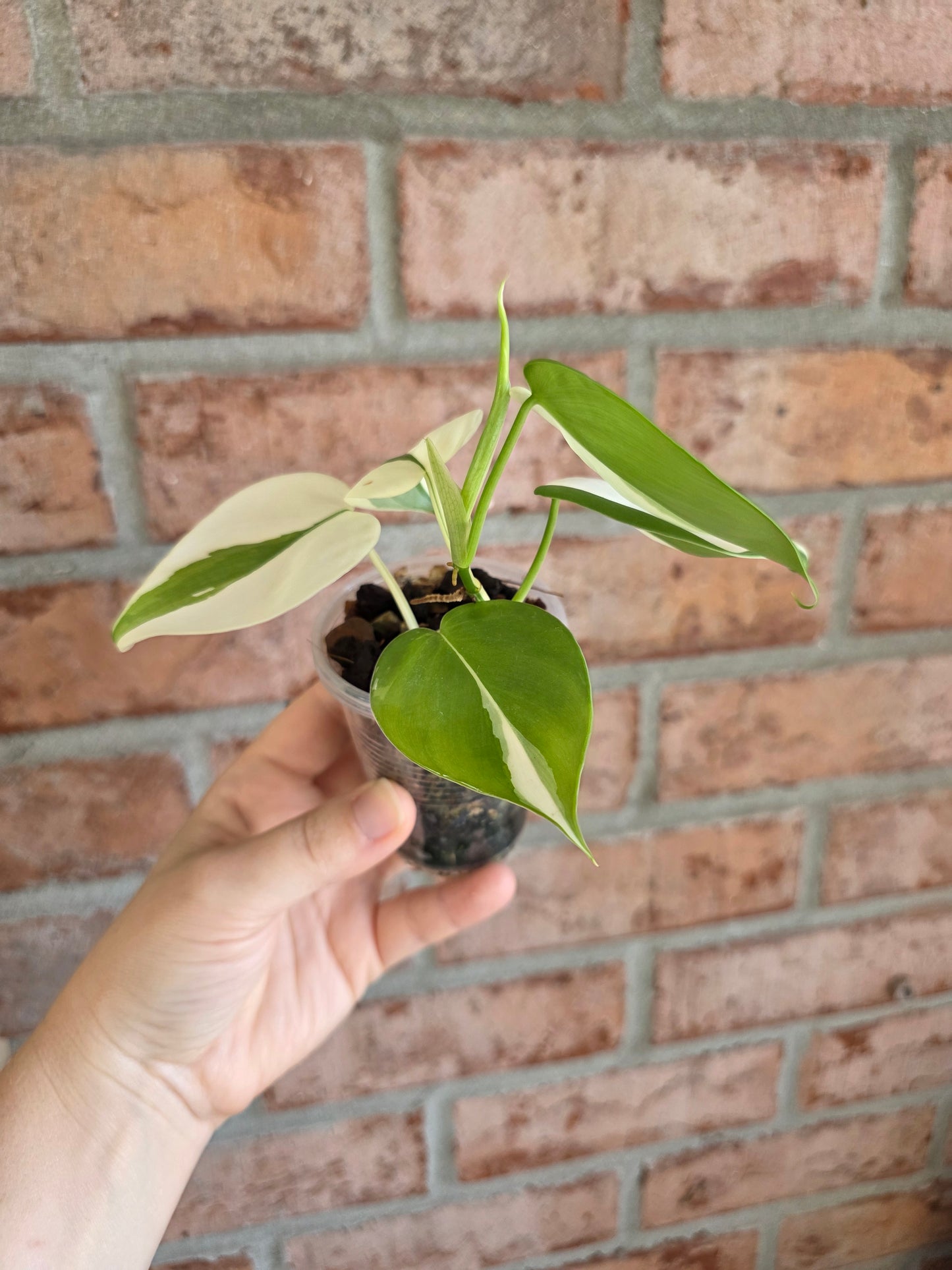 Philodendron Hederaceum Albo Variegata